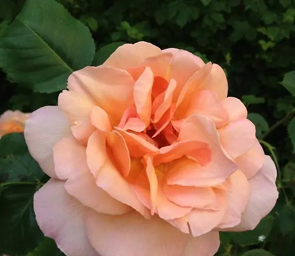 Clonacody House 克朗梅尔